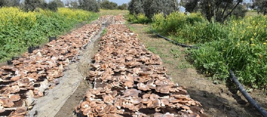 Haspolat’ta Gavcar mantarı üretiliyor